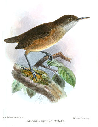 <span class="mw-page-title-main">Kemp's longbill</span> Species of bird