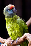 Amazona festiva bodini -Tulsa Zoo-8a.jpg