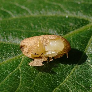 Larva of Formicidae