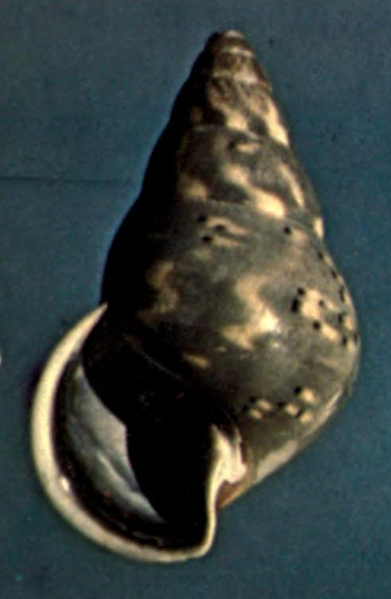 File:Amphidromus coeruleus shell.png