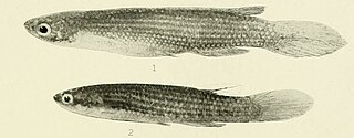 <i>Anablepsoides</i> Genus of fishes