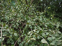 Intiananamirta (Anamirta cocculus)