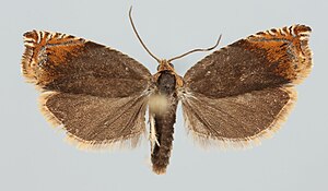 Ancylis upupana.jpg