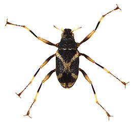 Ancyronyx schillhammeri