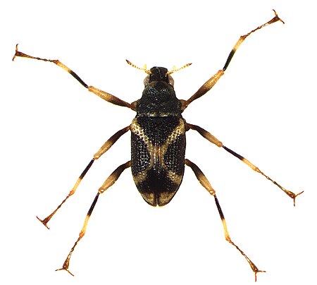 Ancyronyx_schillhammeri