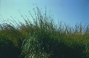 Описание изображения Andropogon_gerardii.jpg.