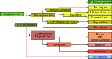 "Représentation graphique de la classification phylogénétique"
