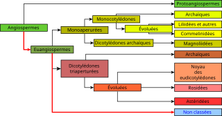 "Représentation graphique de la classification phylogénétique"