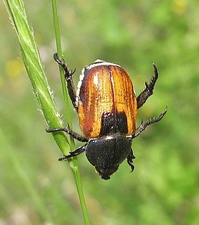 <i>Anisoplia austriaca</i> Species of beetle