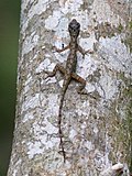 Miniatura para Anolis limifrons