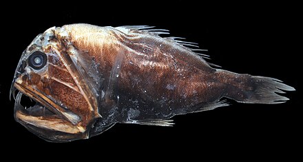 Fish creature. Длиннорогий Саблезуб. Длиннорогий Саблезуб (Anoplogaster cornuta). Anoplogaster. Fangtooth рыба.