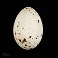 卵 Anous stolidus