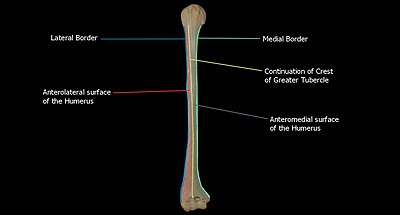 License Image The humerus is the largest bone in the arm. The head of the  humerus, covered with cartilage, articu…