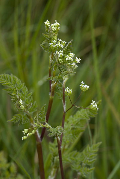 File:Anthriscus caucalis baie-authie 80 29042007 2.jpg