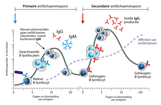 De primaire en secundaire antilichaamrespons in zoogdieren. Bij de primaire respons wordt eerst IgM gevormd (en na isotype switching ook IgG). Bij een tweede blootstelling aan hetzelfde antigeen, vindt een snelle IgG-productie plaats vanuit B-geheugencellen.