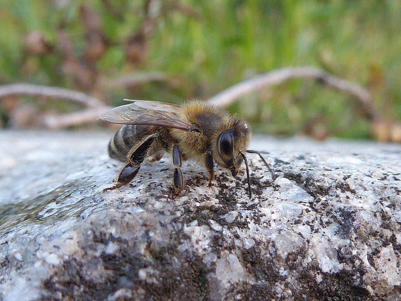 File:Apis mellifera Piazzo 01.jpg