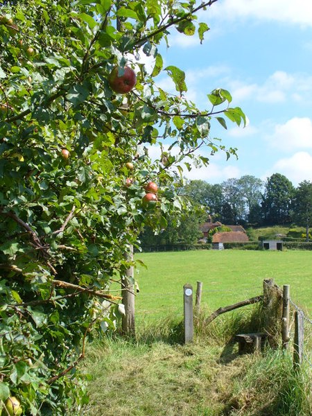 File:Apples by Bramblehurst Farm - geograph.org.uk - 534963.jpg