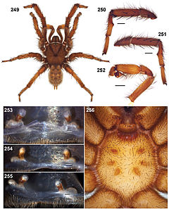 Description de l'image Aptostichus mikeradtkei anatomy.jpg.