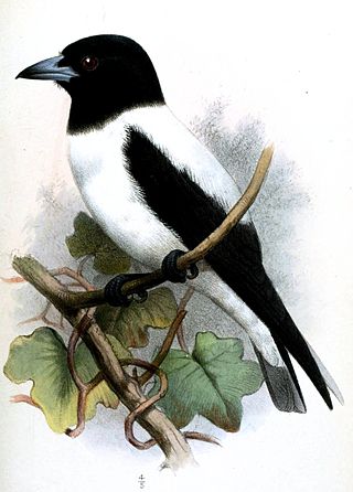 <span class="mw-page-title-main">White-backed woodswallow</span> Species of bird