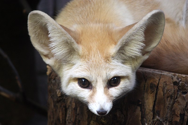 File:Artis Desert fox - eye to eye (5528498997).jpg