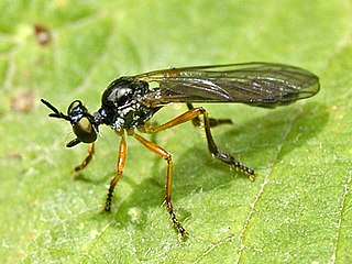 <i>Dioctria bicincta</i> Species of fly