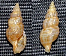 Asperdaphne elegissima 001.jpg 