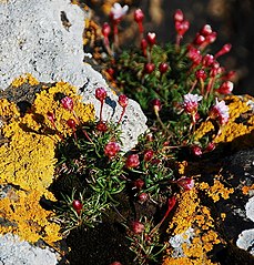 Flavoplaca citrina, anciennement Caloplaca citrina, espèce collective très commune sur substrats calcaires naturels ou artificiels.