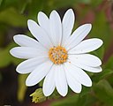 Osteospermum ecklonis (Asteraceae) Cape Daisy