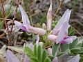 Astragalus crassicarpus (3305182633).jpg