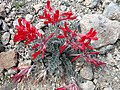 Miniatura para Astragalus coccineus