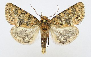 <i>Athaumasta</i> Genus of moths