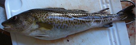 Tập_tin:Atlantic_cod_live.jpg