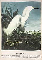 Audubon boa folio.jpg