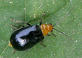<i>Aulacophora nigripennis</i> Species of beetle