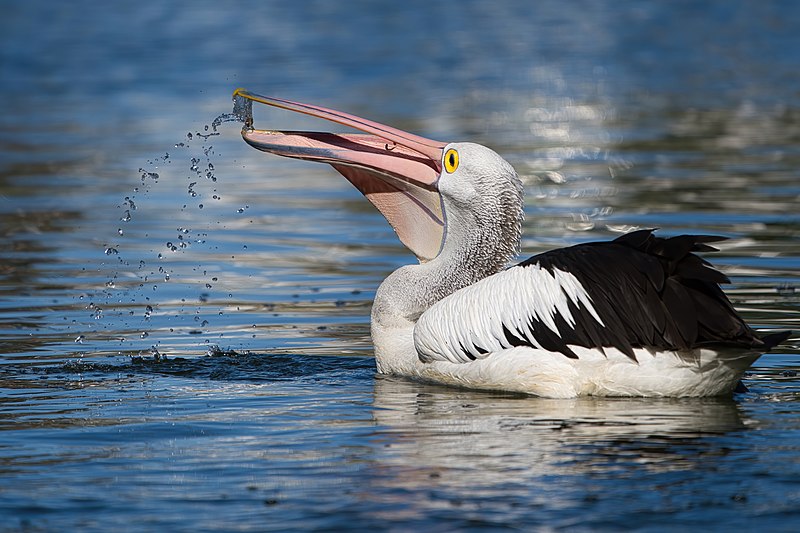 File:Australian Pelican Feeding - AndrewMercer - DSC06022.jpg