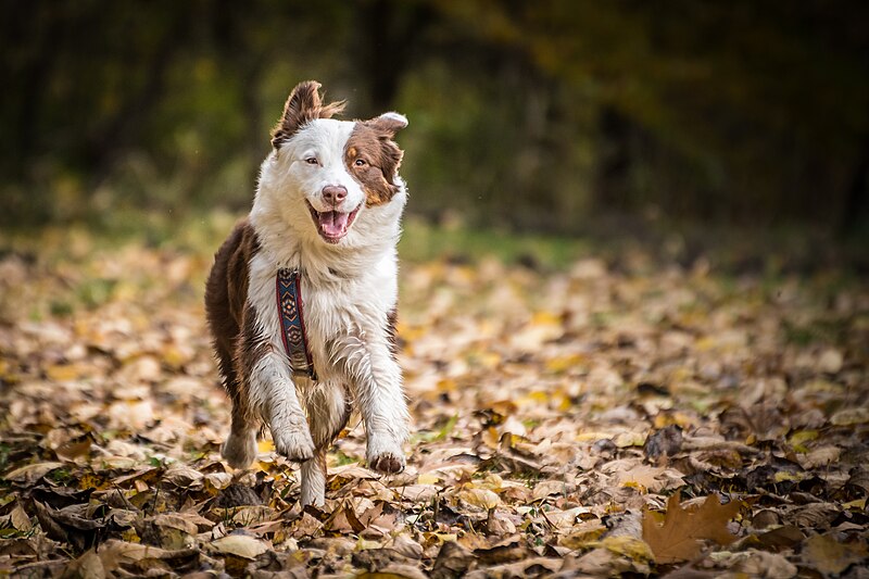 File:Australian Shepherd (30648219016).jpg