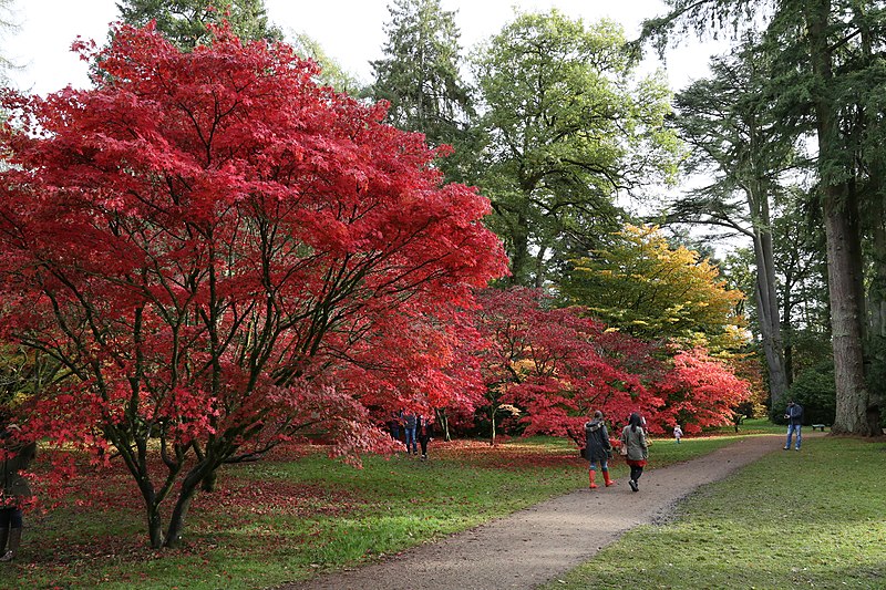 File:Autumn 2015 at Westonbirt Arboretum (22341326400).jpg