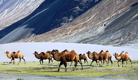 Bactrian camel ride at Nubra Valley in Ladakh.