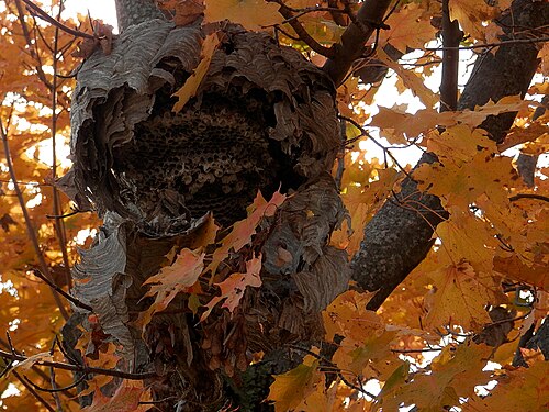 Wasp Nest