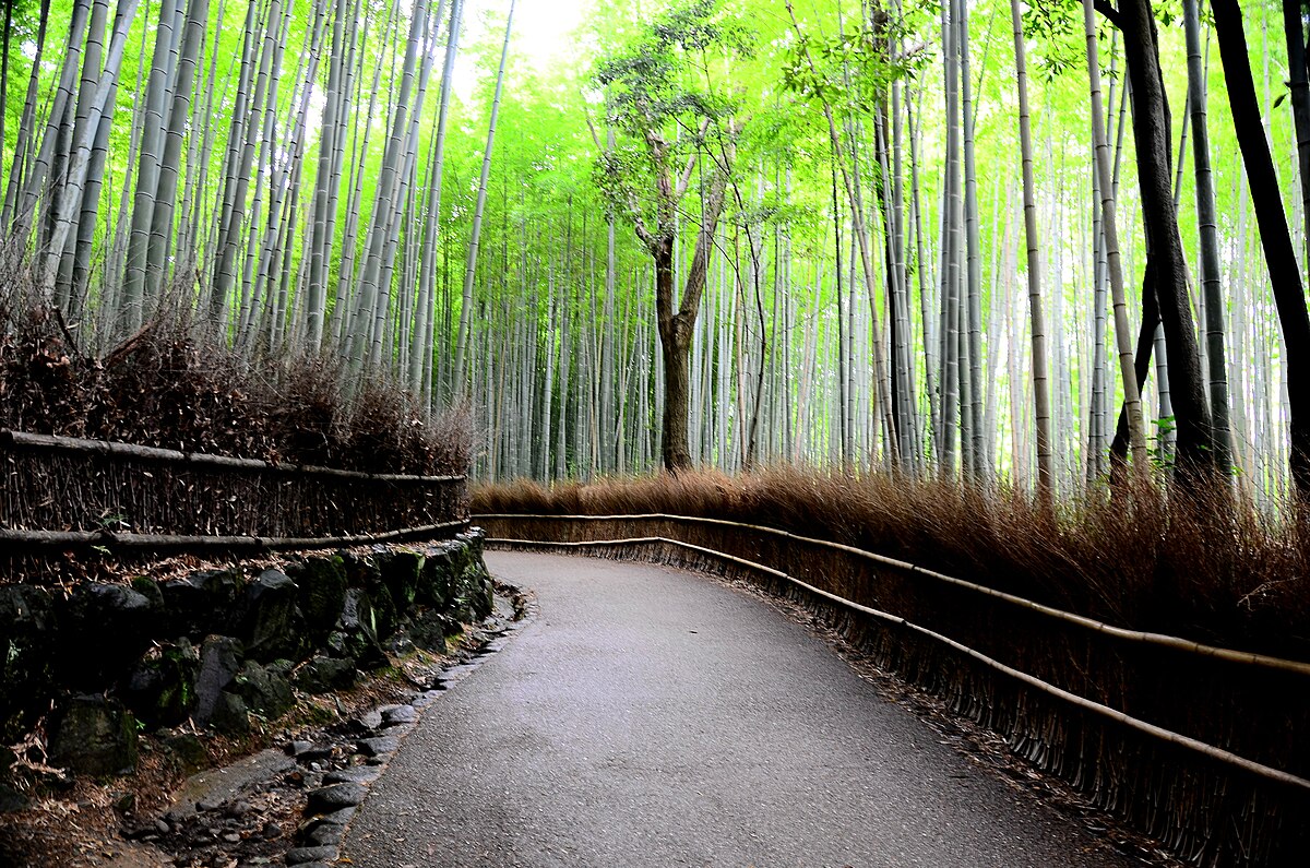 https://upload.wikimedia.org/wikipedia/commons/thumb/8/8e/Bamboo_forest_01.jpg/1200px-Bamboo_forest_01.jpg