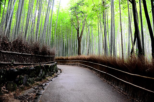 640px-Bamboo_forest_01.jpg (640×424)
