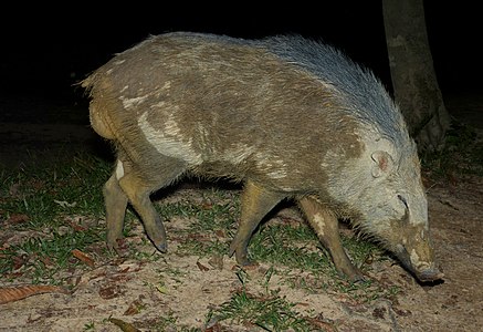 חזיר מפוספס (Sus scrofa vittatus) (8750051577) .jpg