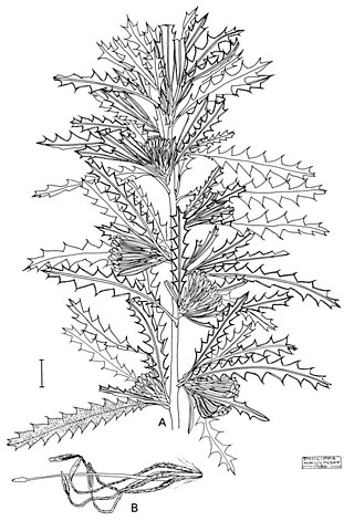 <i>Banksia serra</i> Species of shrub in the family Proteaceae endemic to Western Australia