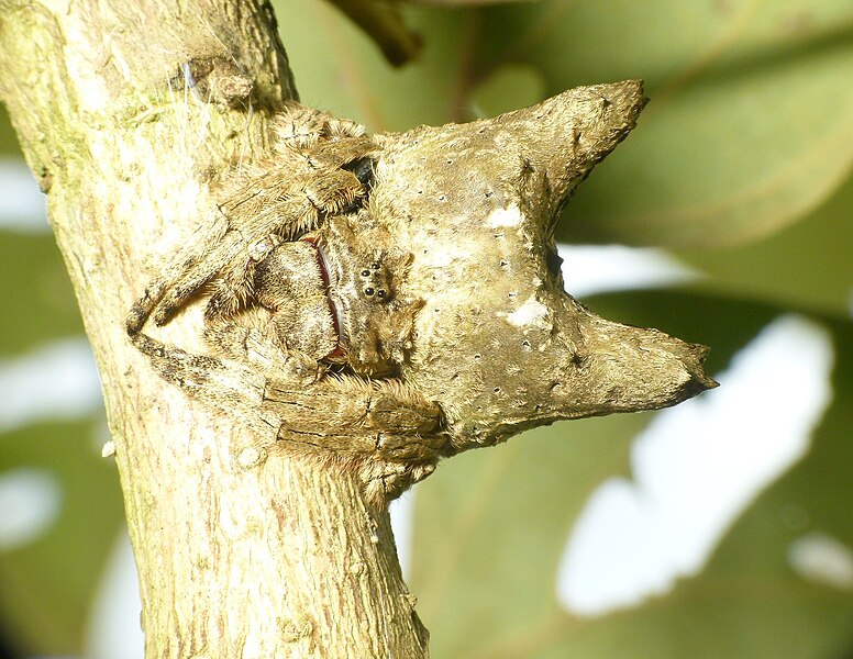 File:Bark spider Wynaad 8.jpg