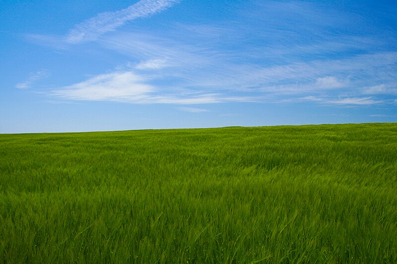 File:Barley crop -blue sky-4May2008.jpg