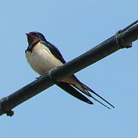 Hirundo Rustica