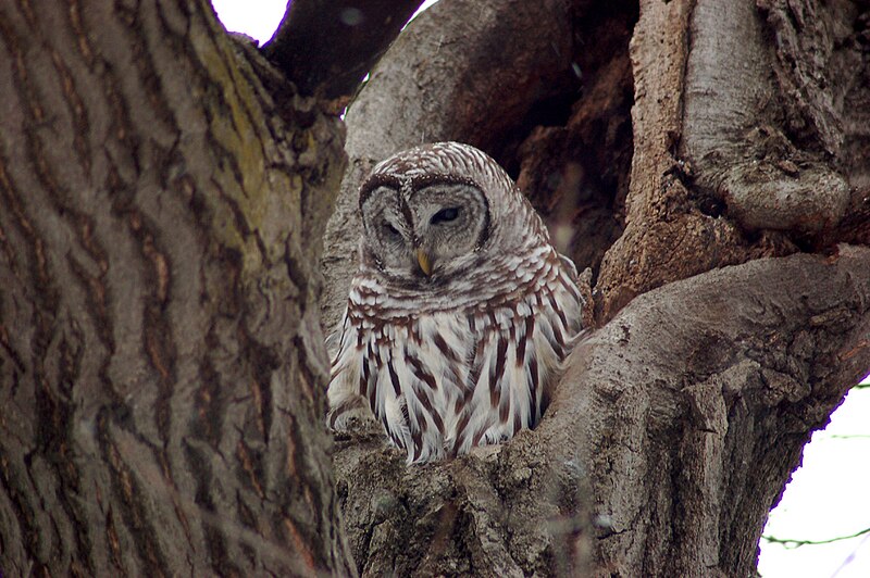 File:Barred Owl-Minnehaha Park-2006-01-09.jpg