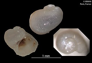 <i>Bathyxylophila</i> Genus of gastropods