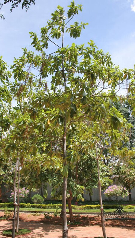 Fail:Batino_(Alstonia_macrophylla)_tree_at_Hyderabad,_AP_W_278.jpg