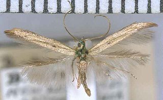 <i>Batrachedra arenosella</i> Moth species in family Batrachedridae